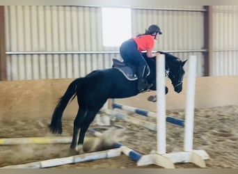 Cob, Gelding, 5 years, 15,1 hh, Black