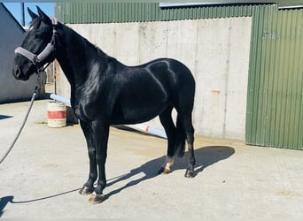 Cob, Gelding, 5 years, 15,1 hh, Black