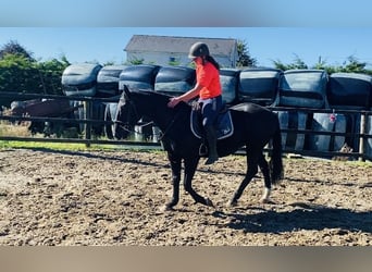 Cob, Gelding, 5 years, 15,1 hh, Black