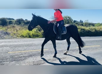 Cob, Gelding, 5 years, 15,1 hh, Black