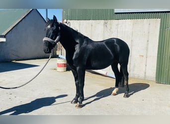 Cob, Gelding, 5 years, 15,1 hh, Black