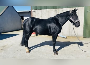 Cob, Gelding, 5 years, 15,1 hh, Black