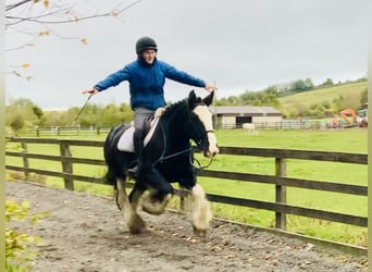 Cob, Wallach, 5 Jahre, 15,1 hh, Rappe