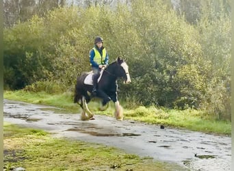 Cob, Wallach, 5 Jahre, 15,1 hh, Rappe