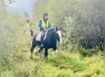 Cob, Wallach, 5 Jahre, 15,1 hh, Rappe