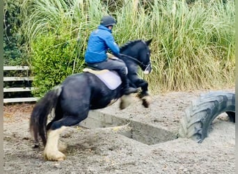 Cob, Wallach, 5 Jahre, 15,1 hh, Rappe