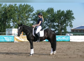 Cob, Gelding, 5 years, 15.1 hh, Black