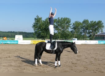 Cob, Gelding, 5 years, 15.1 hh, Black