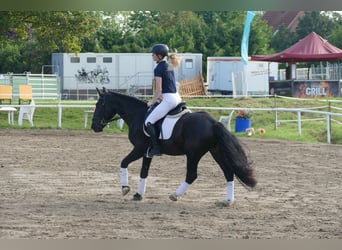 Cob, Gelding, 5 years, 15.1 hh, Black