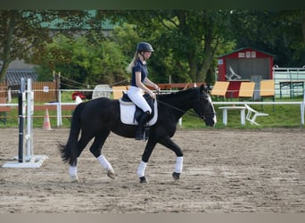 Cob, Gelding, 5 years, 15.1 hh, Black