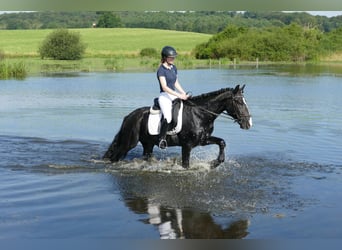 Cob, Gelding, 5 years, 15.1 hh, Black