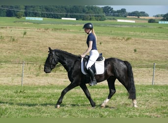 Cob, Gelding, 5 years, 15.1 hh, Black