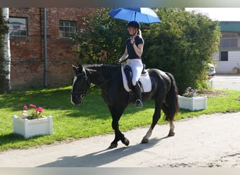 Cob, Gelding, 5 years, 15.1 hh, Black