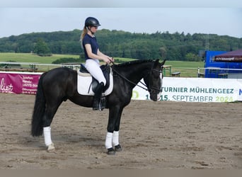 Cob, Gelding, 5 years, 15.1 hh, Black