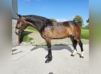 Cob Mix, Gelding, 5 years, 15.2 hh, Bay-Dark