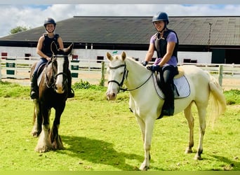 Cob, Gelding, 5 years, 15,2 hh, Brown