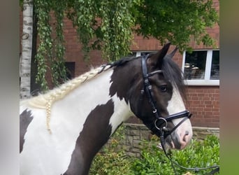 Cob, Gelding, 5 years, 15 hh, Pinto