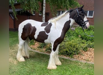 Cob, Gelding, 5 years, 15 hh, Pinto