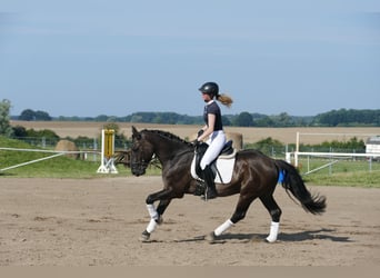 Cob, Gelding, 5 years, 15,1 hh, Black