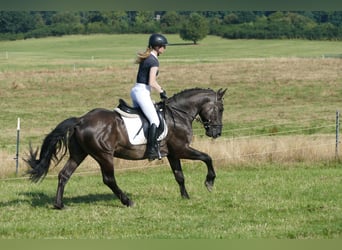 Cob, Gelding, 5 years, 15,1 hh, Black