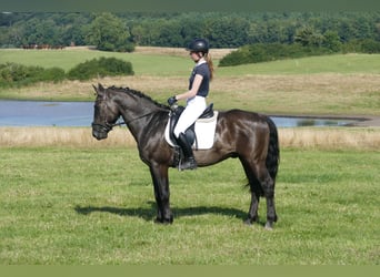 Cob, Gelding, 5 years, 15,1 hh, Black