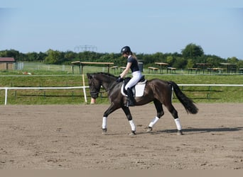 Cob, Gelding, 5 years, 15,1 hh, Black