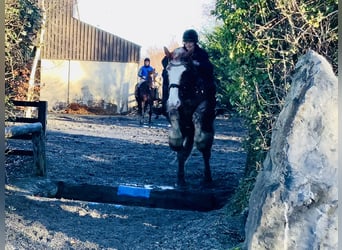 Cob, Gelding, 5 years, 15,2 hh