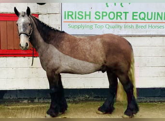 Cob, Gelding, 5 years, 15,2 hh, Roan-Blue