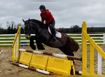 Cob, Gelding, 5 years, 15,2 hh, Roan-Blue