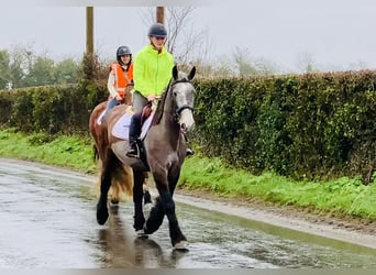 Cob, Gelding, 5 years, 15,2 hh, Roan-Blue