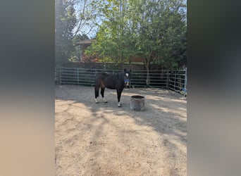 Cob Mix, Gelding, 6 years, 12.2 hh, Brown