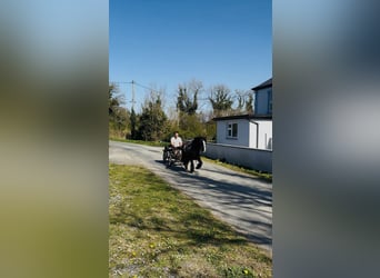 Cob, Gelding, 6 years, 12,1 hh, Black