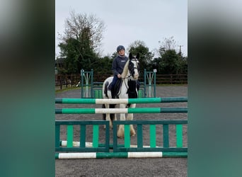 Cob, Gelding, 6 years, 14.1 hh, Tobiano-all-colors