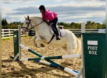 Cob, Wallach, 6 Jahre, 14,3 hh, Schimmel