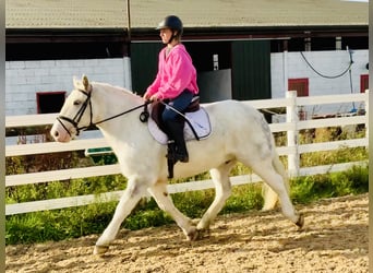 Cob, Wallach, 6 Jahre, 14,3 hh, Schimmel