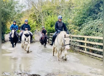 Cob, Wallach, 6 Jahre, 14,3 hh, Schimmel