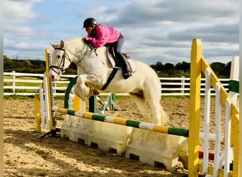 Cob, Wallach, 6 Jahre, 14,3 hh, Schimmel