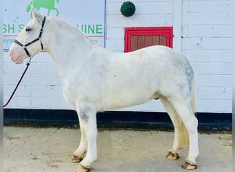 Cob, Wallach, 6 Jahre, 14,3 hh, Schimmel