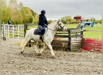 Cob, Wallach, 6 Jahre, 14,3 hh, Schimmel