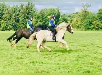 Cob, Gelding, 6 years, 14,3 hh, Pinto