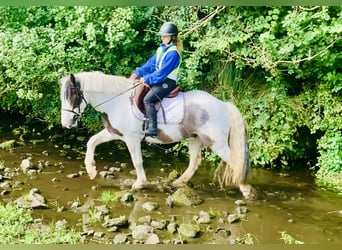 Cob, Gelding, 6 years, 14,3 hh, Pinto