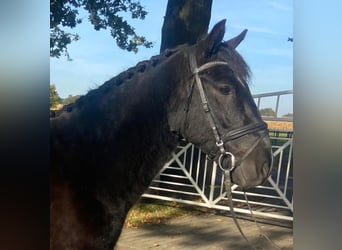 Cob, Wallach, 6 Jahre, 15,1 hh, Rappe