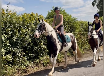 Cob, Gelding, 6 years, 15.1 hh, Pinto