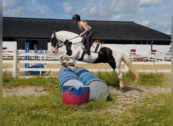 Cob, Gelding, 6 years, 15.1 hh, Pinto