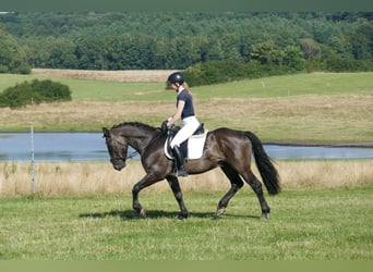 Cob, Gelding, 6 years, 15,1 hh, Black