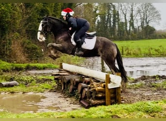 Cob, Gelding, 6 years, 15,1 hh, Dun