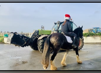 Cob, Gelding, 6 years, 15,1 hh, Dun