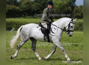 Cob, Gelding, 6 years, Gray
