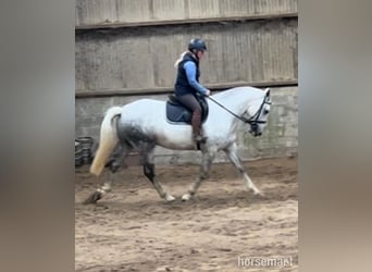 Cob, Gelding, 6 years, Gray