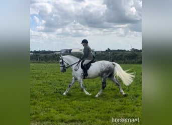 Cob, Gelding, 6 years, Gray
